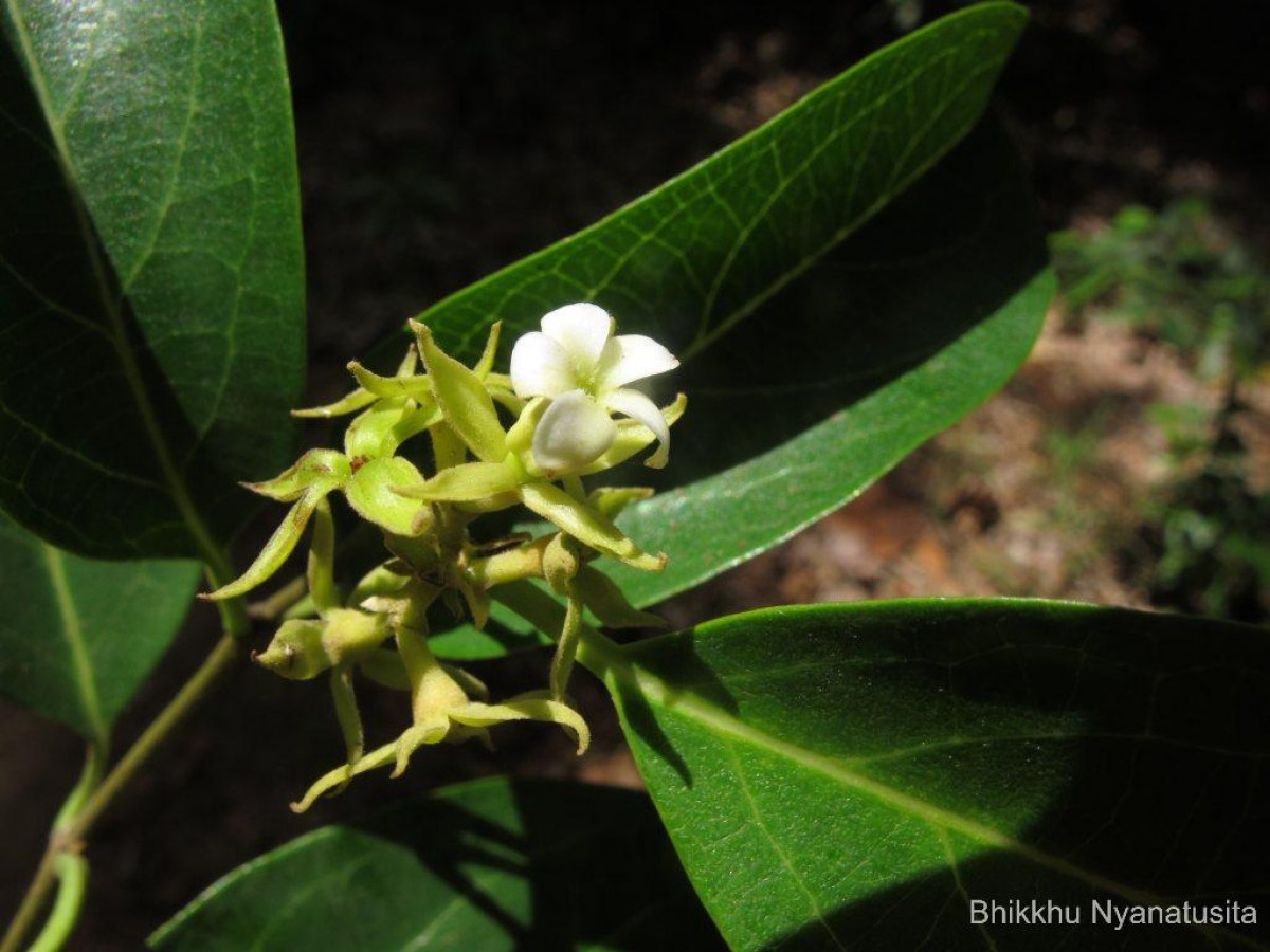 Aganosma cymosa (Roxb.) G.Don